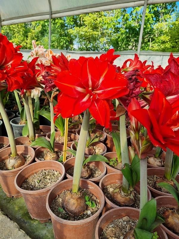 Hippeastrum Amaryllis Soğanı (Güzel Hatun Çiçeği Soğanı) Double Delicious