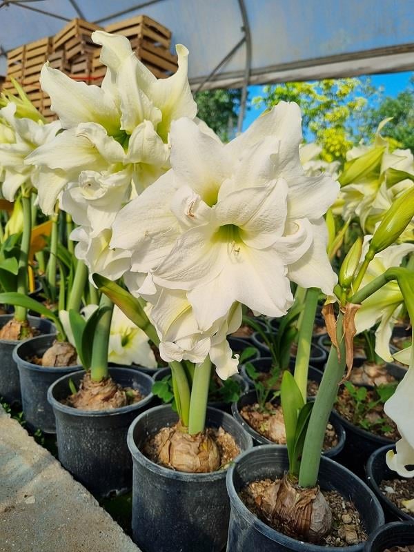 Hippeastrum Amaryllis Soğanı (Güzel Hatun Çiçeği Soğanı) ICE QUEEN