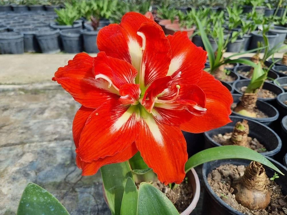 Hippeastrum Amaryllis Soğanı (Güzel Hatun Çiçeği Soğanı) Happy Nymph
