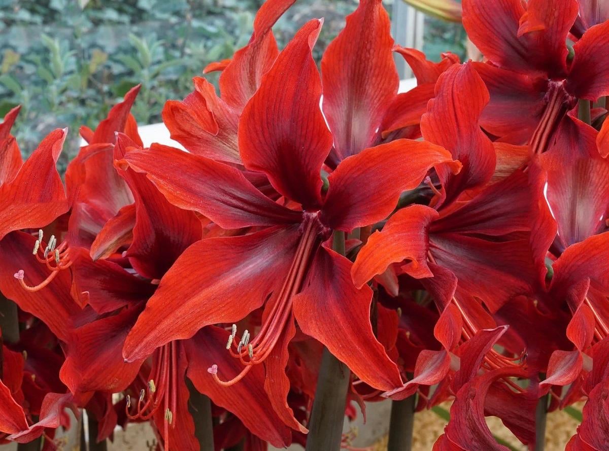 Hippeastrum Amaryllis Soğanı (Güzel Hatun Çiçeği Soğanı) Red Amazone