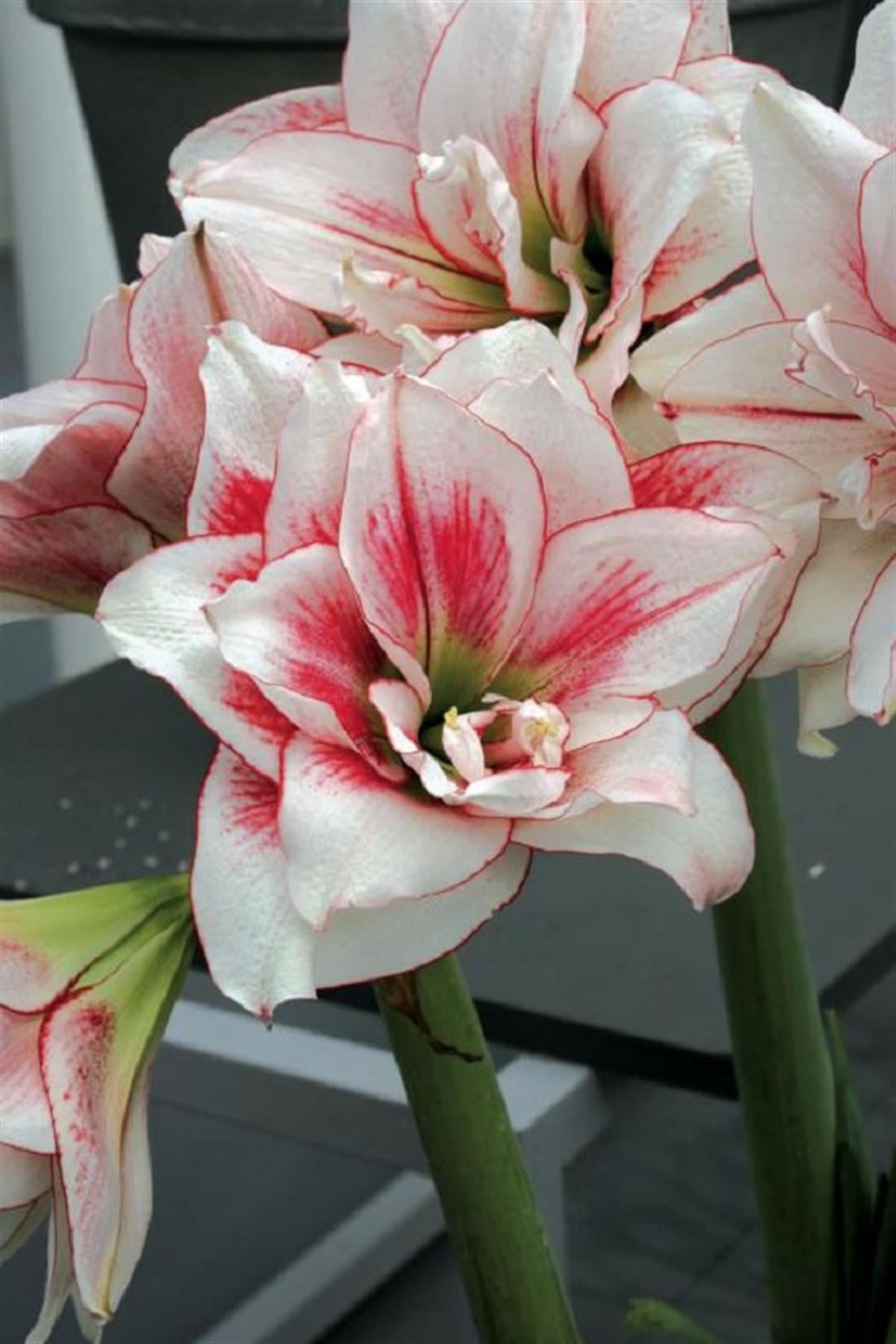 Hippeastrum Amaryllis Soğanı (Güzel Hatun Çiçeği Soğanı) Elvas