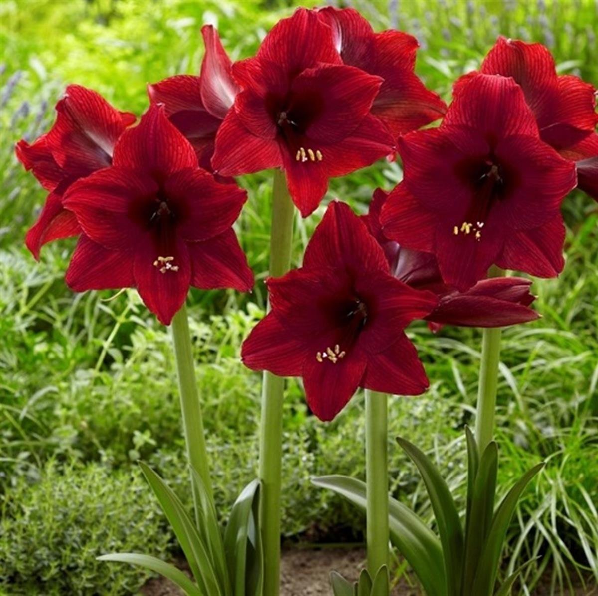 Hippeastrum Amaryllis Soğanı (Güzel Hatun Çiçeği Soğanı) Arabian Night