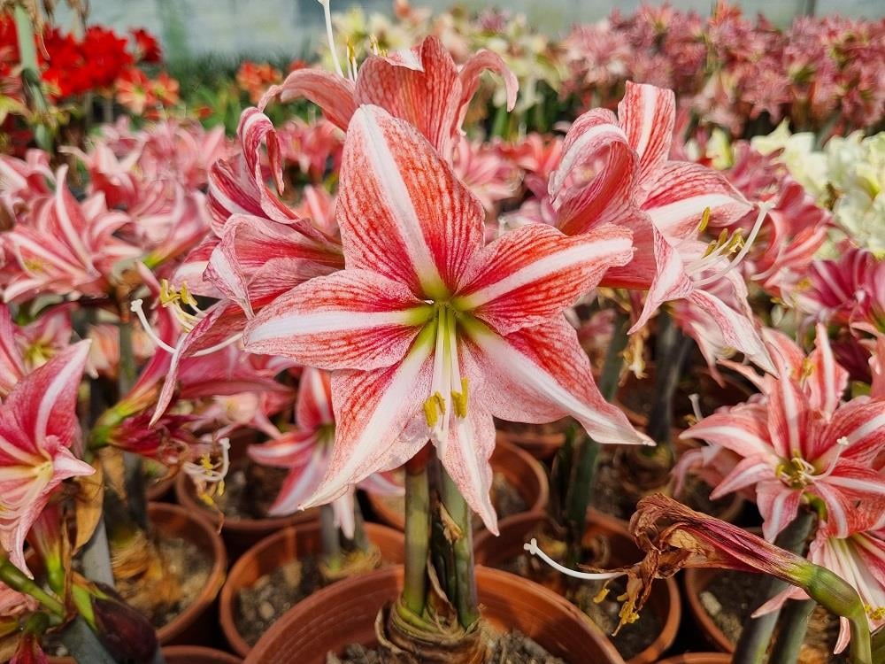 Hippeastrum Amaryllis Soğanı (Güzel Hatun Çiçeği Soğanı) Sweet Lillian