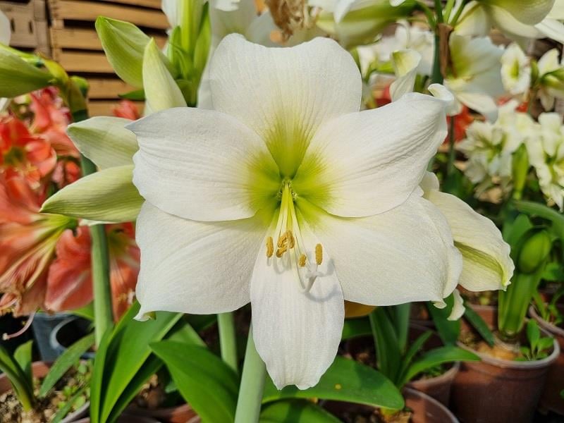 Hippeastrum Amaryllis Soğanı (Güzel Hatun Çiçeği Soğanı) Christmas Gift