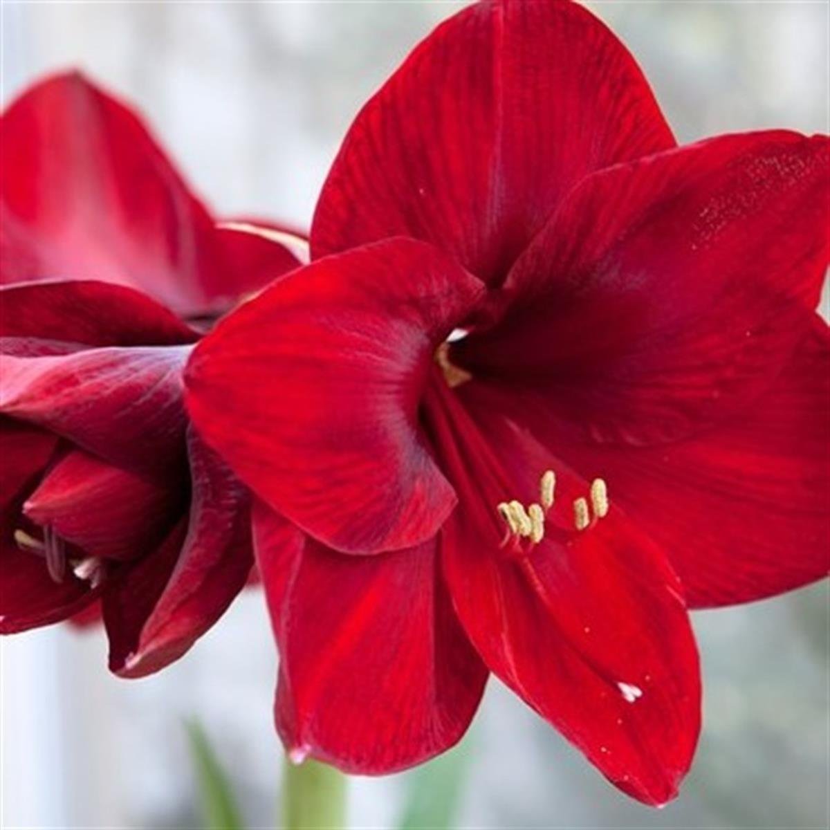 Hippeastrum Amaryllis Soğanı (Güzel Hatun Çiçeği Soğanı) Red Lion