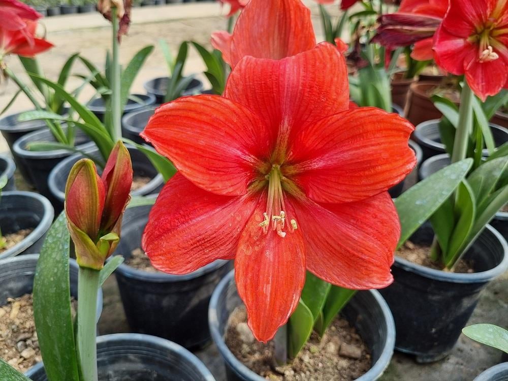 Hippeastrum Amaryllis Soğanı (Güzel Hatun Çiçeği Soğanı) Mastermind