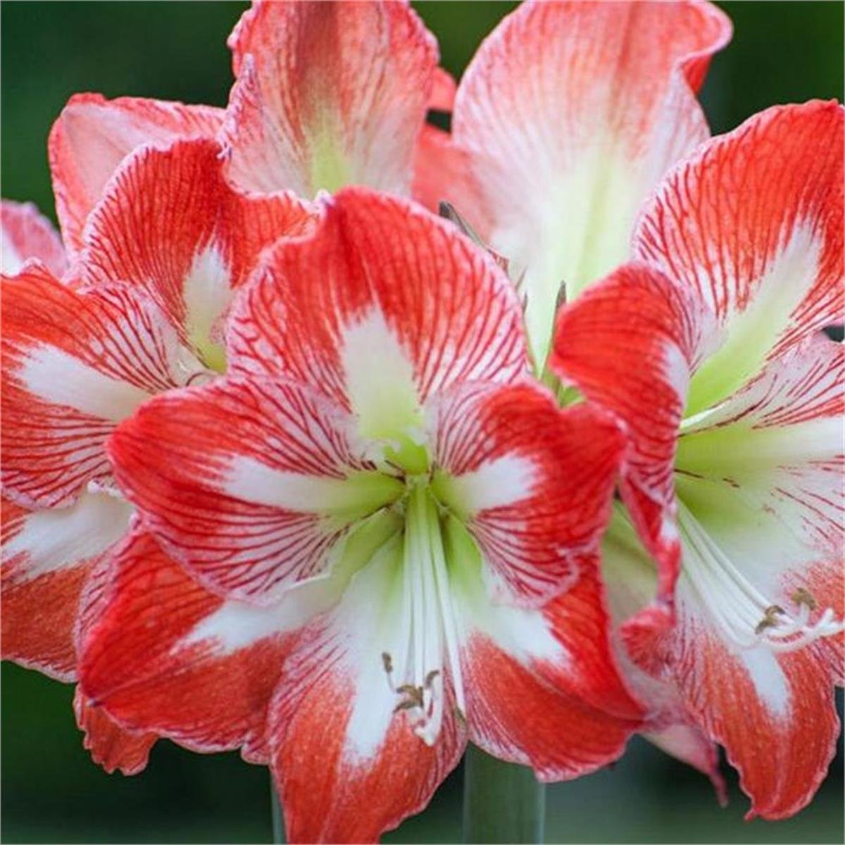 Hippeastrum Amaryllis Soğanı (Güzel Hatun Çiçeği Soğanı) Minerva
