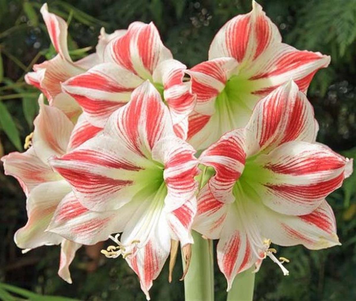 Hippeastrum Amaryllis Soğanı (Güzel Hatun Çiçeği Soğanı) Clown
