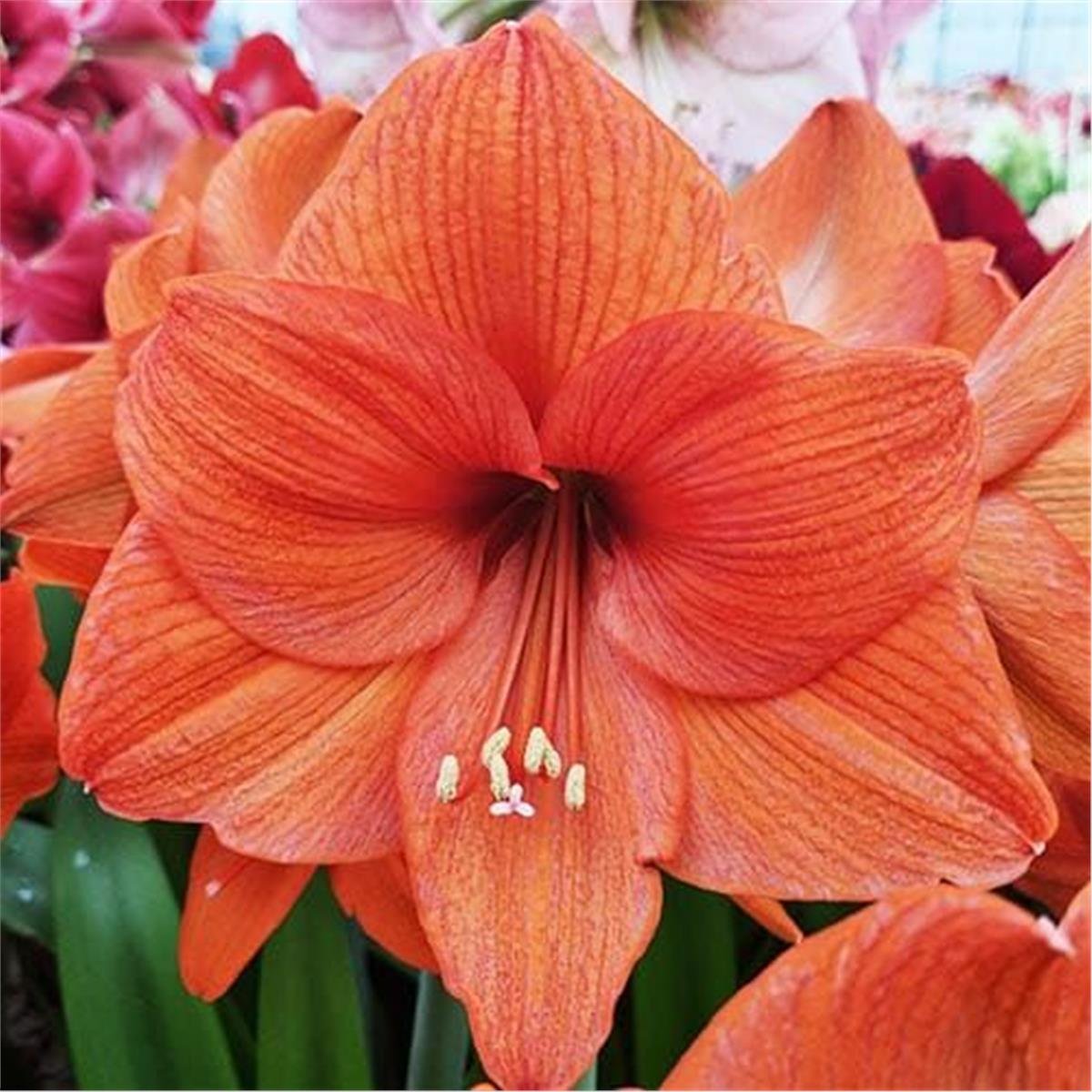Hippeastrum Amaryllis Soğanı (Güzel Hatun Çiçeği Soğanı) Gold Medal