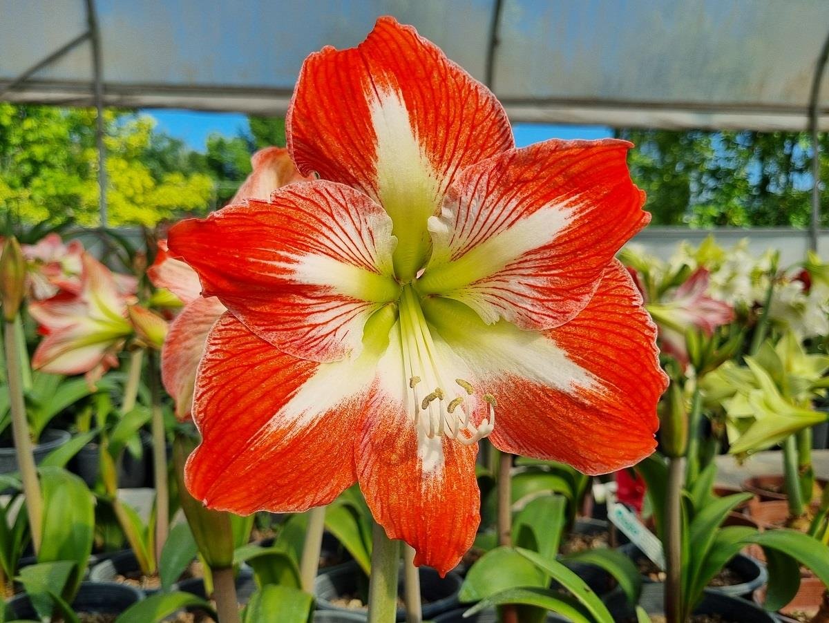 Hippeastrum Amaryllis Soğanı (Güzel Hatun Çiçeği Soğanı) Minerva