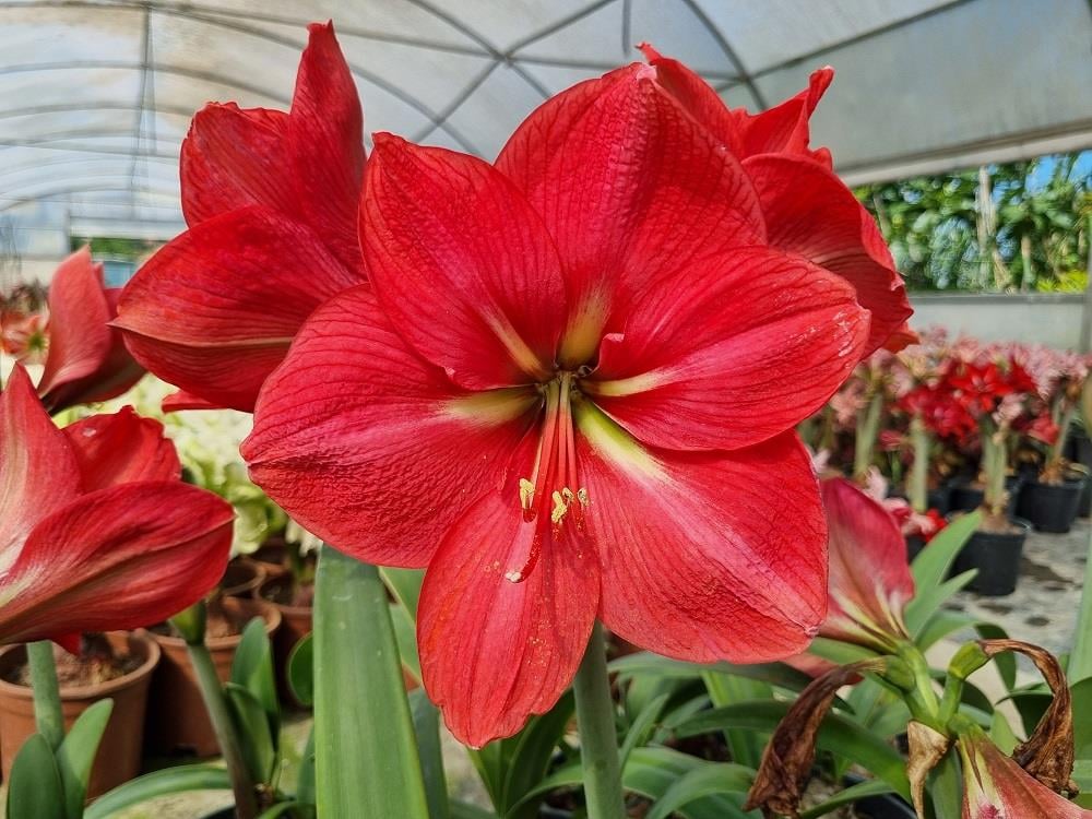 Hippeastrum Amaryllis Soğanı (Güzel Hatun Çiçeği Soğanı) Hercules