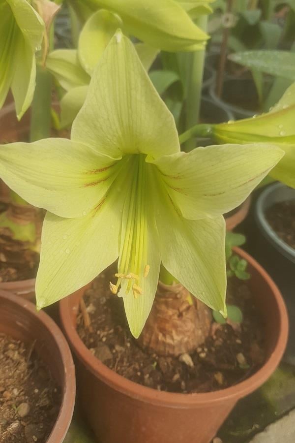 Hippeastrum Amaryllis Soğanı (Güzel Hatun Çiçeği Soğanı) Green Valley