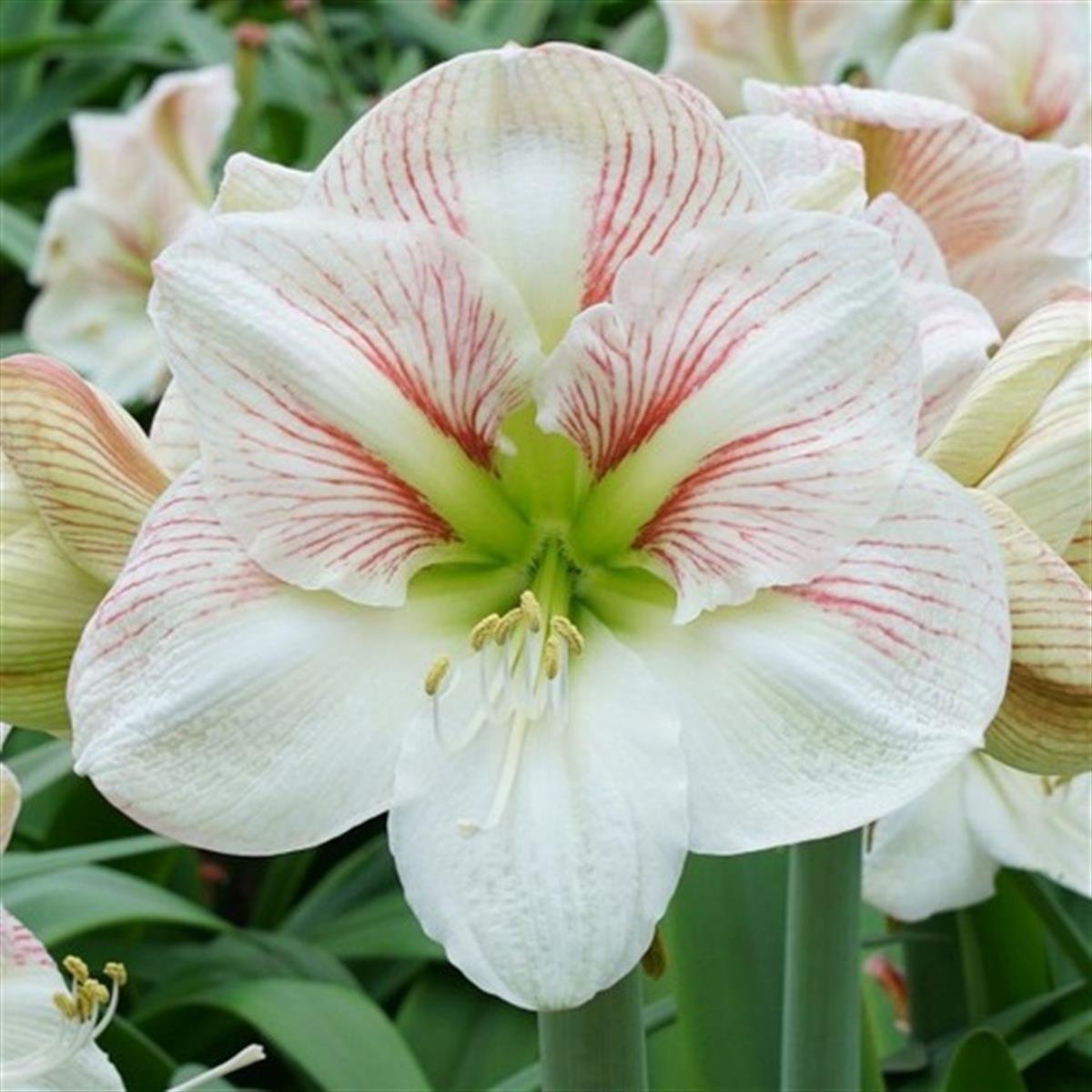 Hippeastrum Amaryllis Soğanı (Güzel Hatun Çiçeği Soğanı) Princess Claire