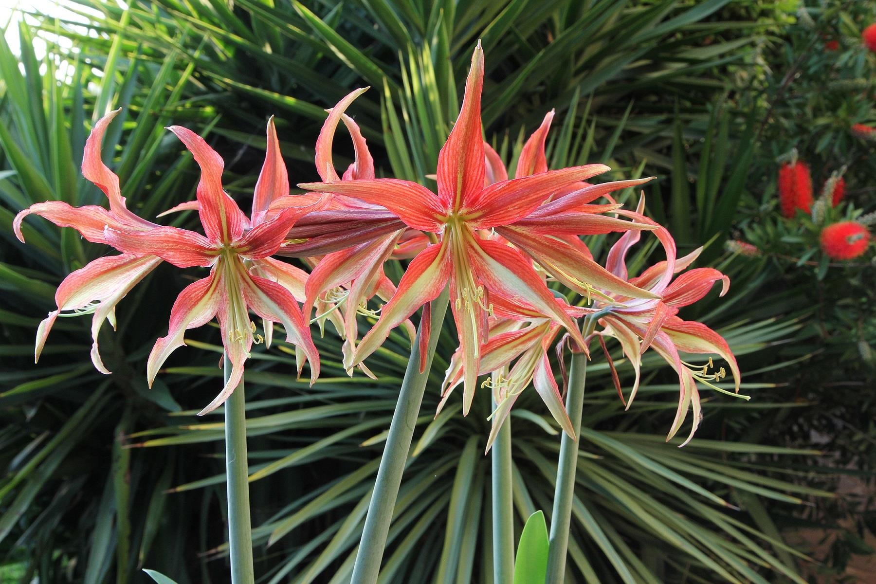 Hippeastrum Amaryllis Soğanı (Güzel Hatun Çiçeği Soğanı) Tango