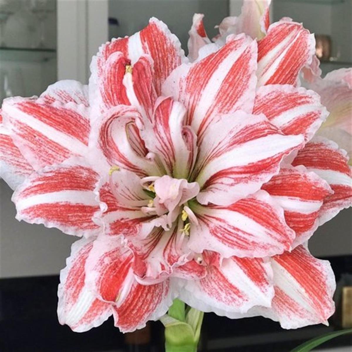 Hippeastrum Amaryllis Soğanı (Güzel Hatun Çiçeği Soğanı) Dancing Queen