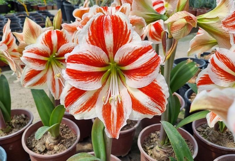 Hippeastrum Amaryllis Soğanı (Güzel Hatun Çiçeği Soğanı) Super Star