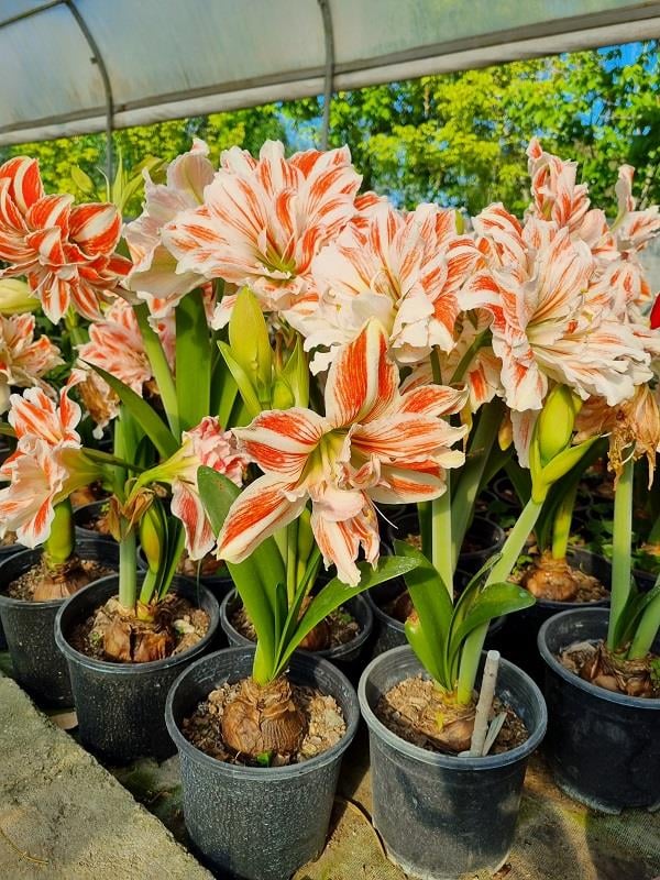 Hippeastrum Amaryllis Soğanı (Güzel Hatun Çiçeği Soğanı) Dancing Queen