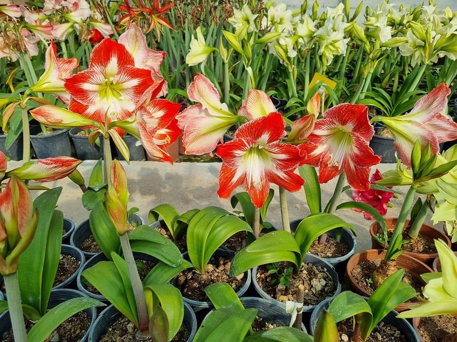 Hippeastrum Amaryllis Soğanı (Güzel Hatun Çiçeği Soğanı) Minerva