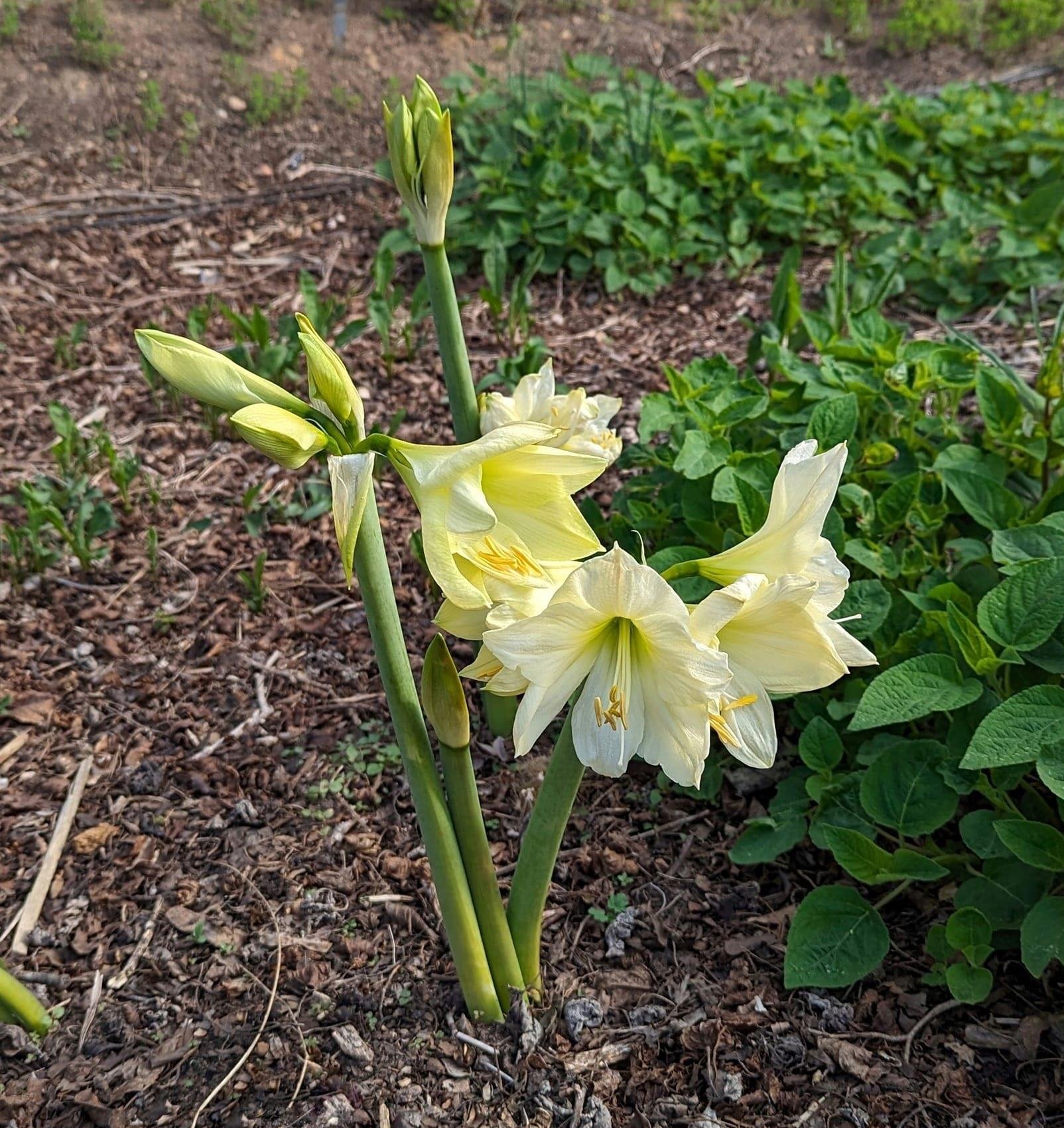 Hippeastrum Amaryllis Soğanı (Güzel Hatun Çiçeği Soğanı) Lemon Star