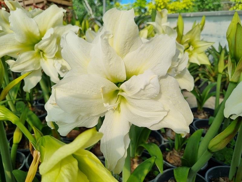 Hippeastrum Amaryllis Soğanı (Güzel Hatun Çiçeği Soğanı) ICE QUEEN