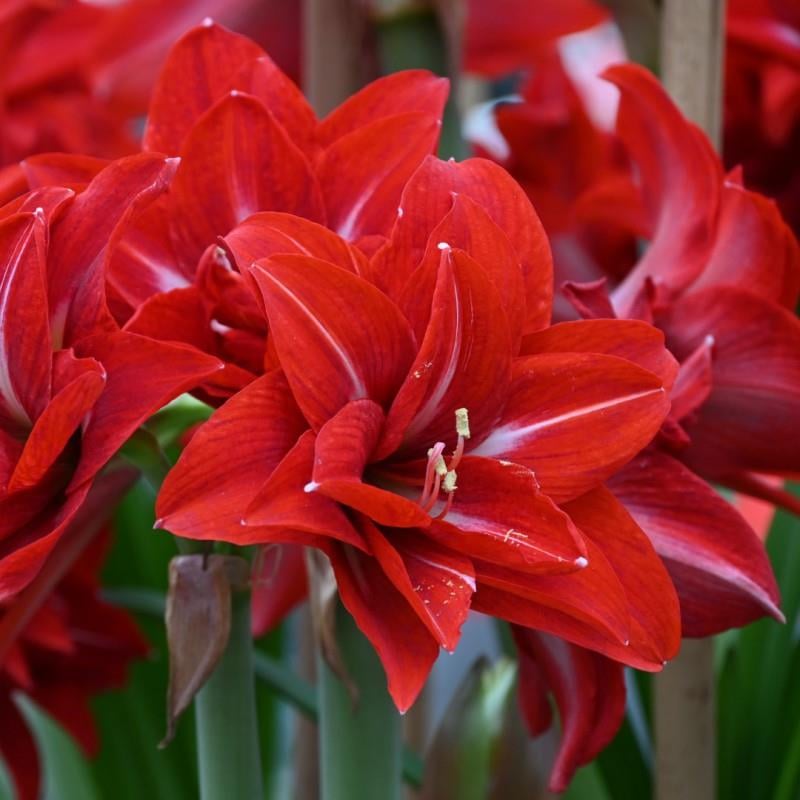 Hippeastrum Amaryllis Soğanı (Güzel Hatun Çiçeği Soğanı) Double Delicious