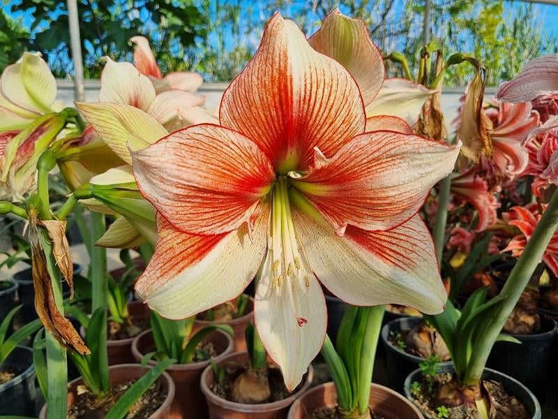 Hippeastrum Amaryllis Soğanı (Güzel Hatun Çiçeği Soğanı) Grandise Fantasy