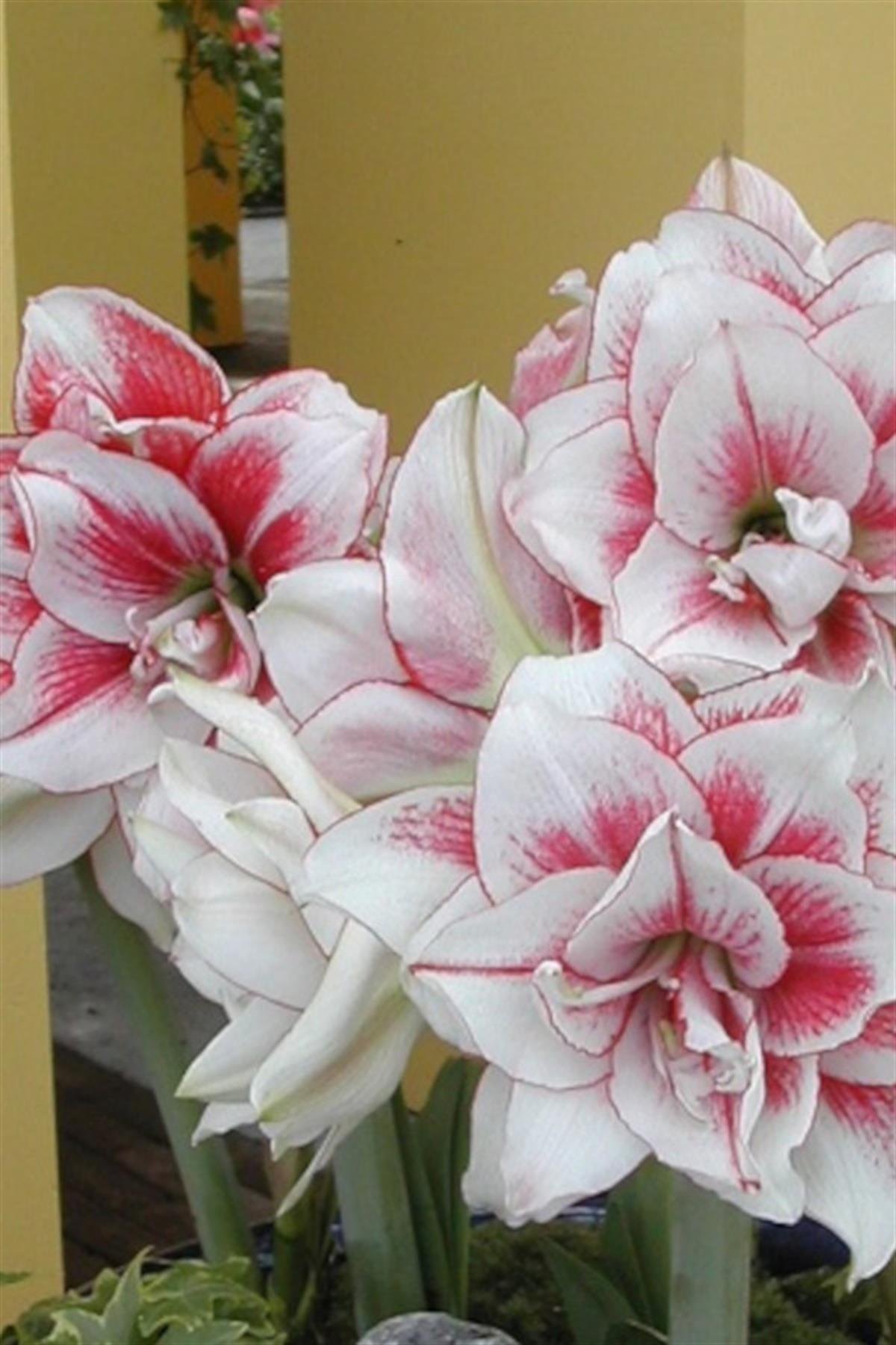 Hippeastrum Amaryllis Soğanı (Güzel Hatun Çiçeği Soğanı) Elvas