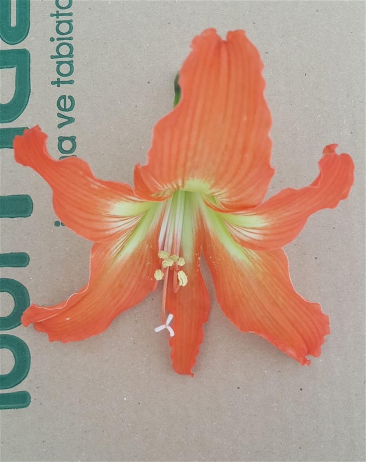 Hippeastrum Amaryllis Soğanı (Güzel Hatun Çiçeği Soğanı) Barbados Lilly