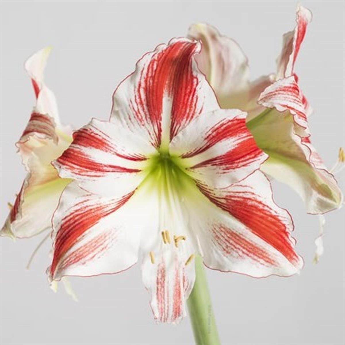 Hippeastrum Amaryllis Soğanı (Güzel Hatun Çiçeği Soğanı) Super Star
