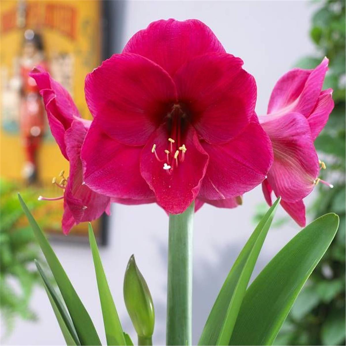 Hippeastrum Amaryllis Soğanı (Güzel Hatun Çiçeği Soğanı) Lilac Favourite