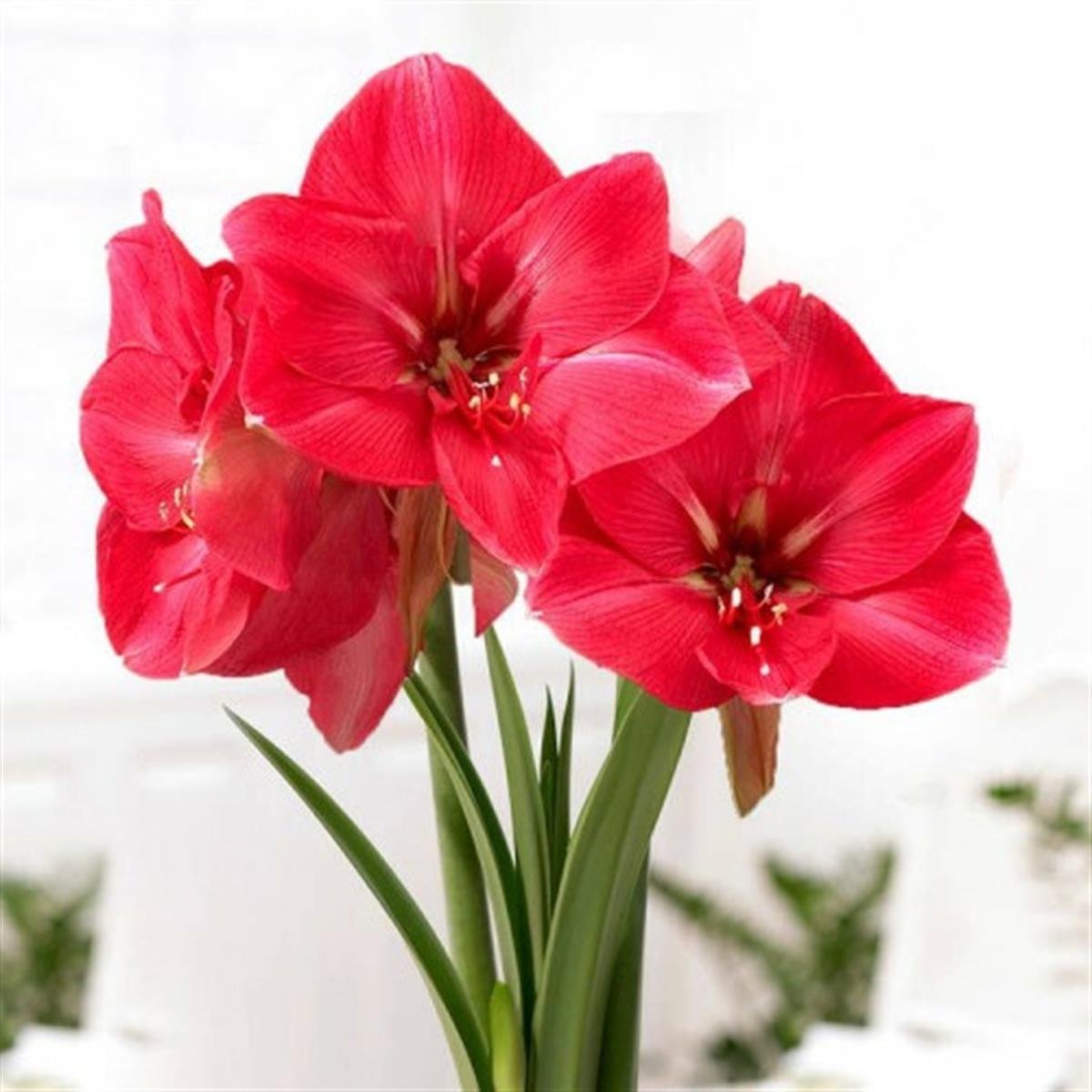 Hippeastrum Amaryllis Soğanı (Güzel Hatun Çiçeği Soğanı) Hercules