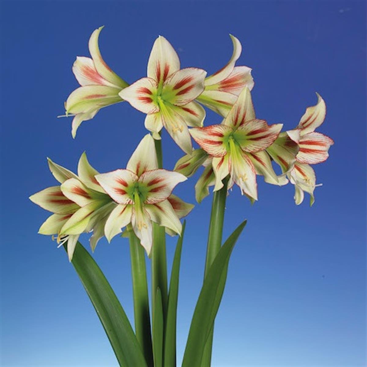 Hippeastrum Amaryllis Soğanı (Güzel Hatun Çiçeği Soğanı) Cleopatra