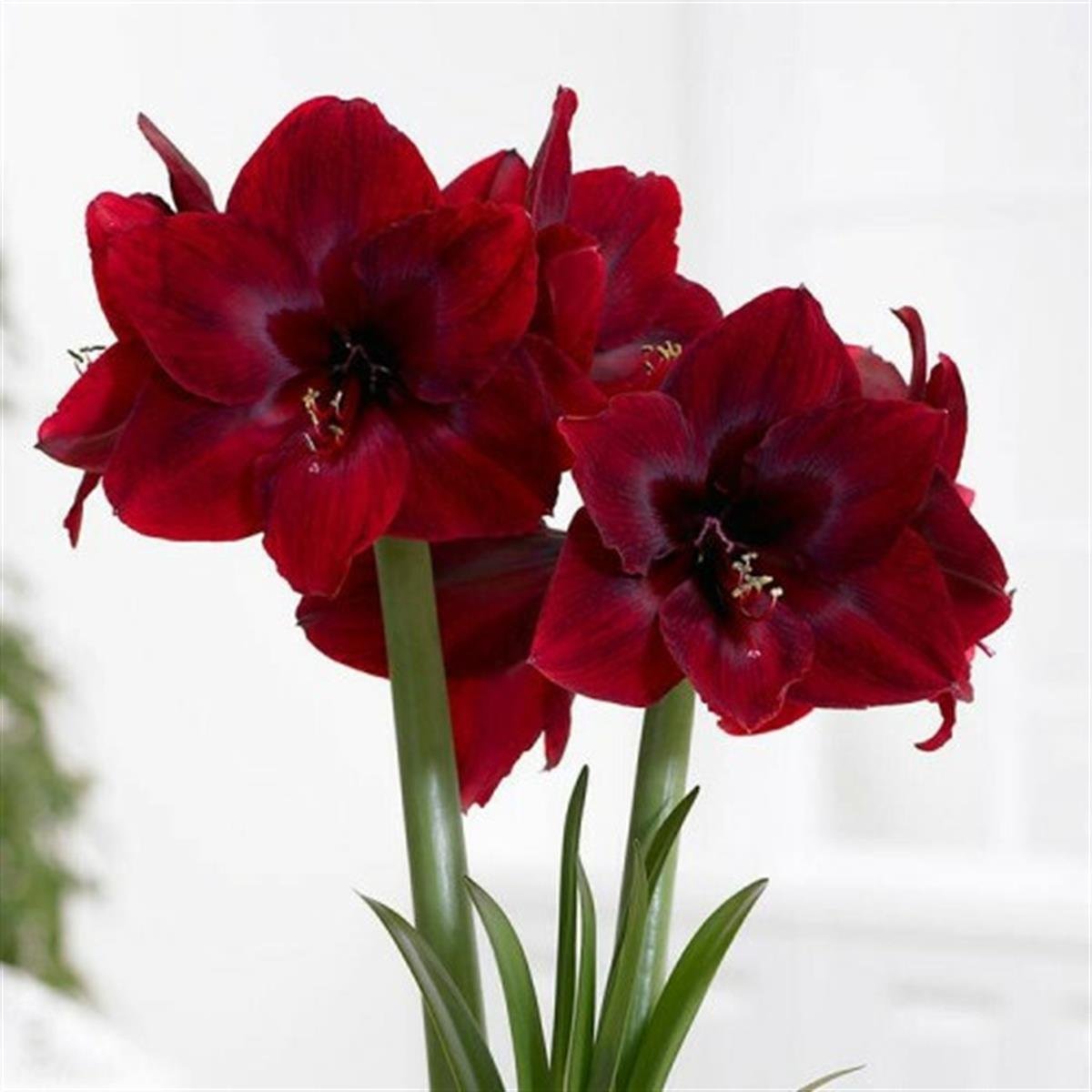 Hippeastrum Amaryllis Soğanı (Güzel Hatun Çiçeği Soğanı) Carmen