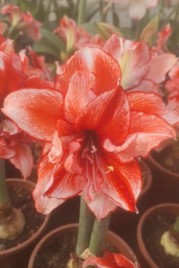 Hippeastrum Amaryllis Soğanı (Güzel Hatun Çiçeği Soğanı) Flamed Amadeus