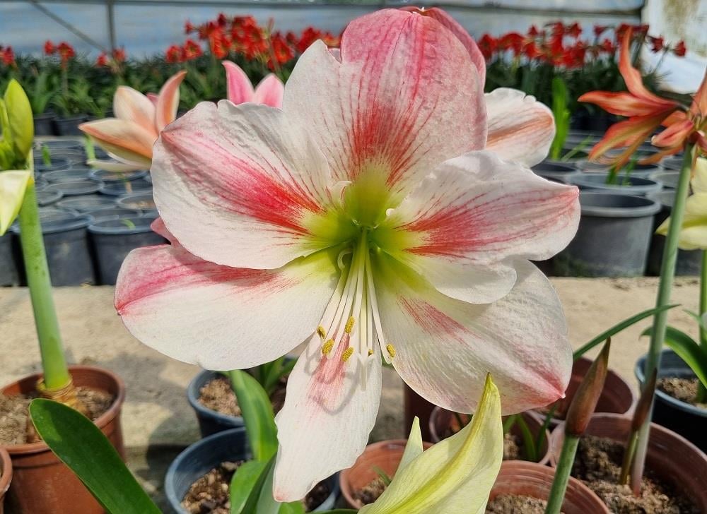 Hippeastrum Amaryllis Soğanı (Güzel Hatun Çiçeği Soğanı) Princess Claire