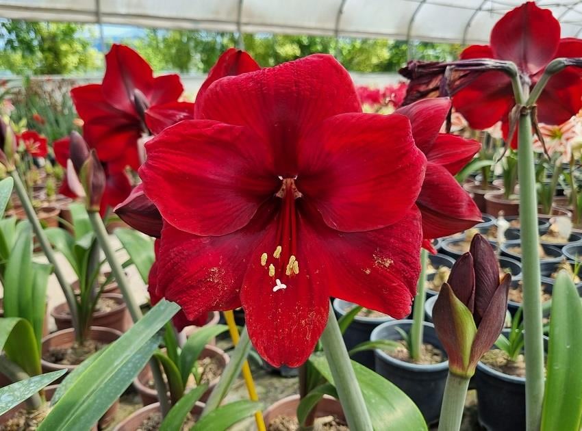 Hippeastrum Amaryllis Soğanı (Güzel Hatun Çiçeği Soğanı) Grand Diva