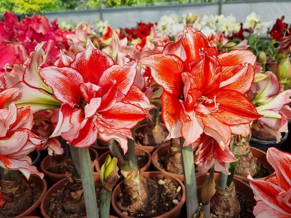Hippeastrum Amaryllis Soğanı (Güzel Hatun Çiçeği Soğanı) Flamed Amadeus