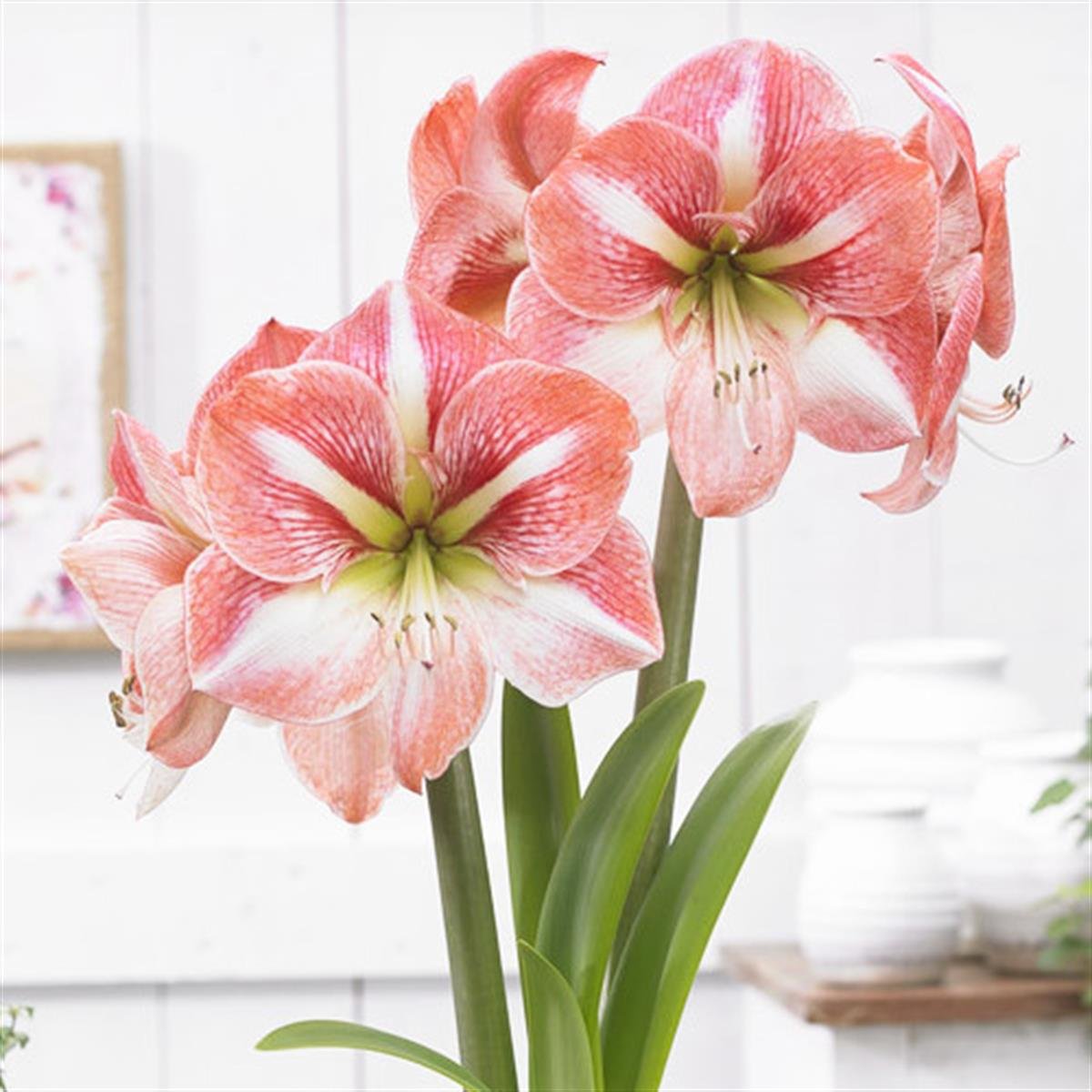 Hippeastrum Amaryllis Soğanı (Güzel Hatun Çiçeği Soğanı) Strong King