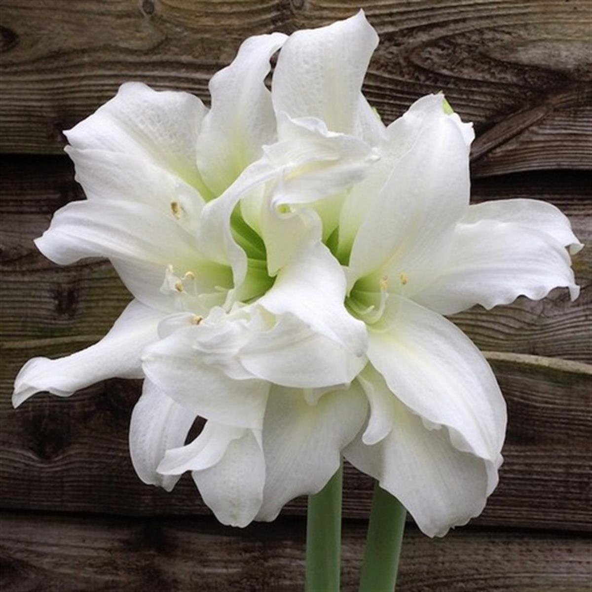 Hippeastrum Amaryllis Soğanı (Güzel Hatun Çiçeği Soğanı) ICE QUEEN