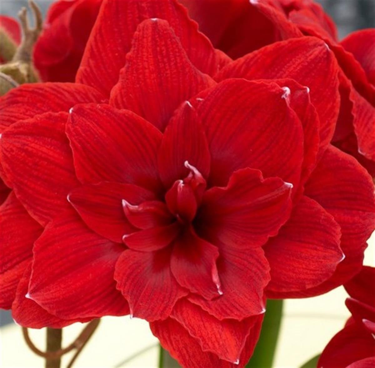 Hippeastrum Amaryllis Soğanı (Güzel Hatun Çiçeği Soğanı) Cherry Nymph