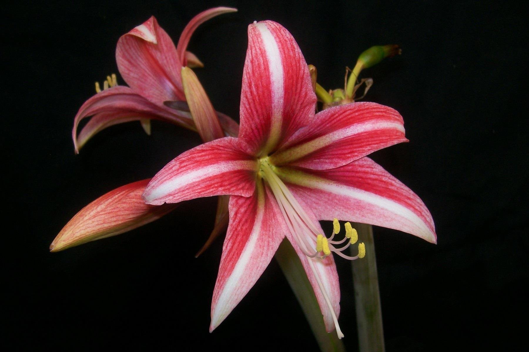 Hippeastrum Amaryllis Soğanı (Güzel Hatun Çiçeği Soğanı) Sweet Lillian