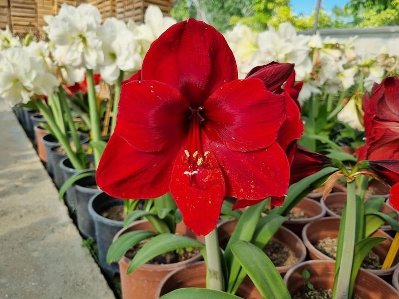 Hippeastrum Amaryllis Soğanı (Güzel Hatun Çiçeği Soğanı) Carmen