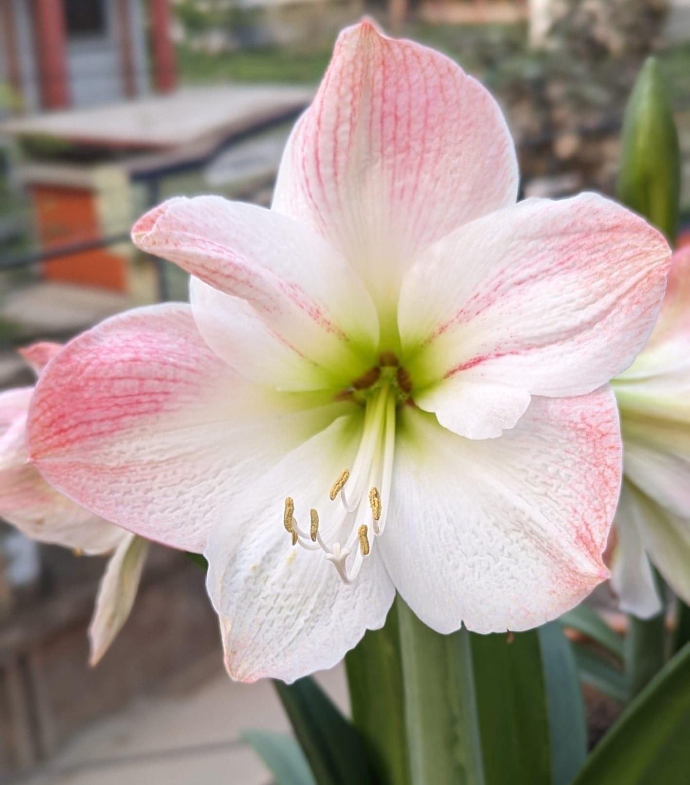 Hippeastrum Amaryllis Soğanı (Güzel Hatun Çiçeği Soğanı) Cherry Blossom