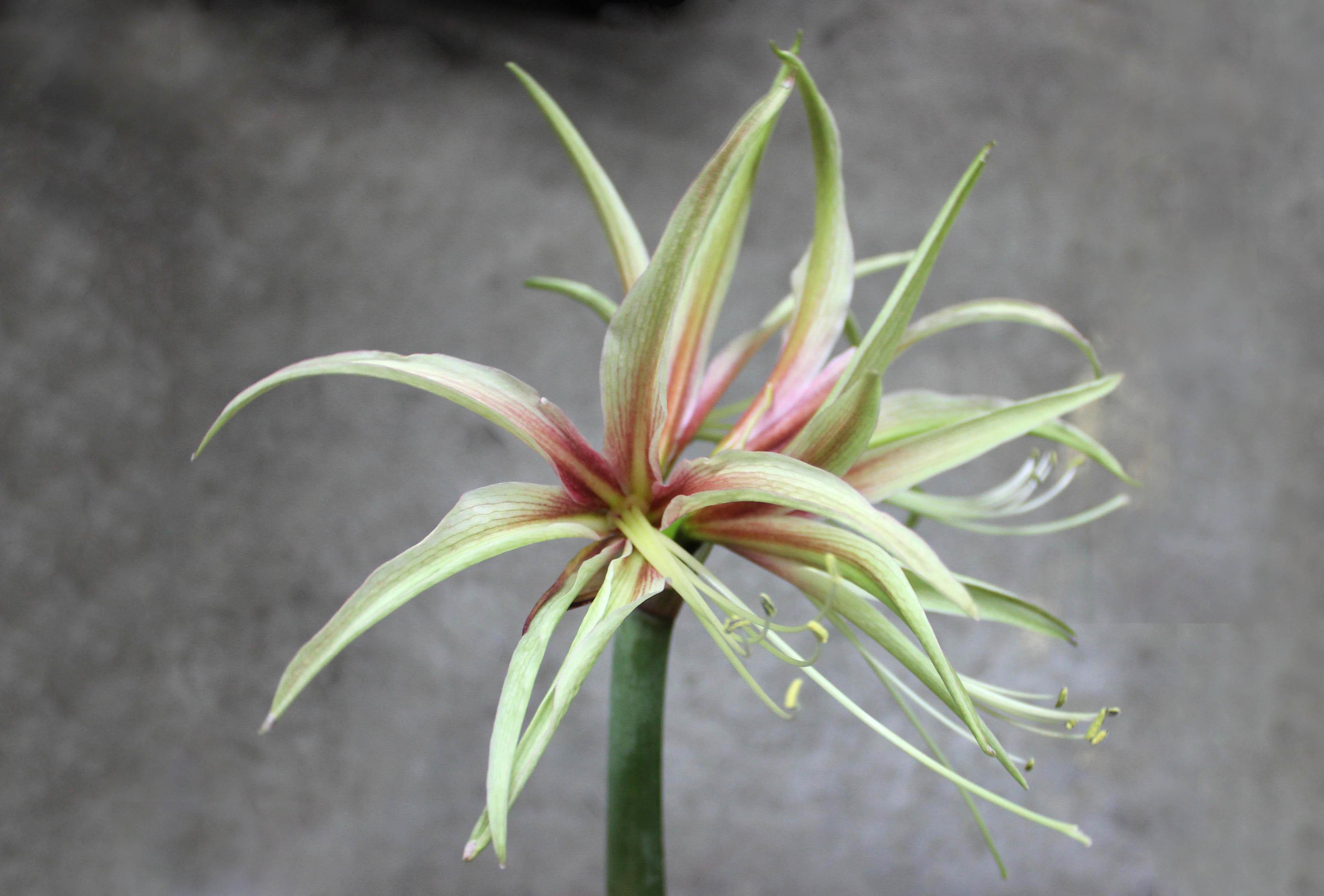 Hippeastrum Amaryllis Soğanı (Güzel Hatun Çiçeği Soğanı) Tarantula