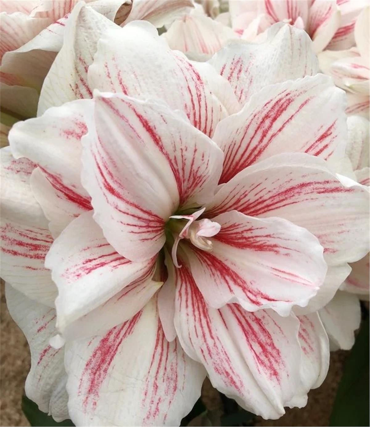 Hippeastrum Amaryllis Soğanı (Güzel Hatun Çiçeği Soğanı) Aquaro