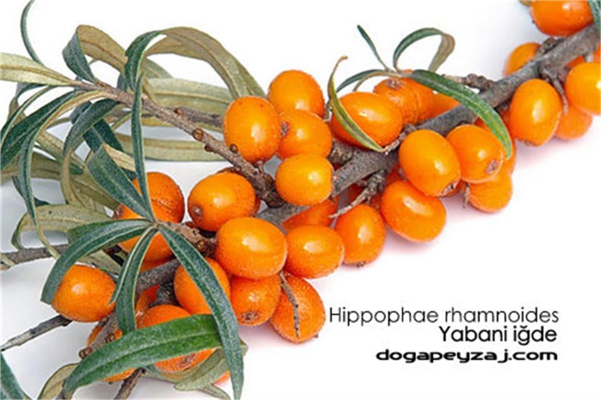 Hippophae rhamnoides Yabani iğde Yalancı iğde fidanı