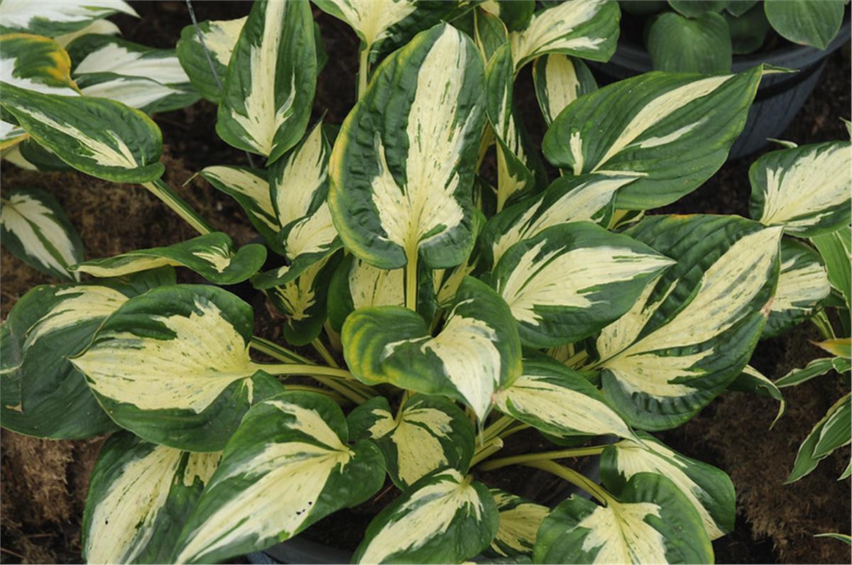 Hosta Ağustos Zambağı fidesi Revolution