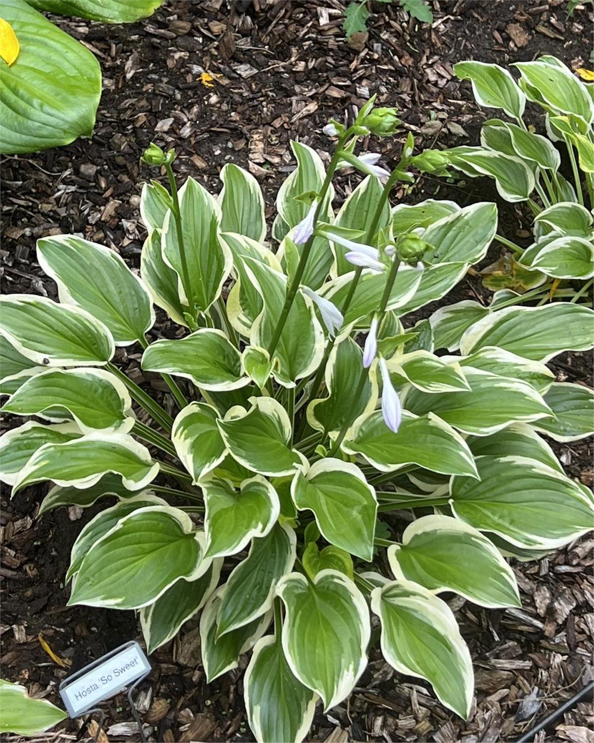 Hosta Ağustos Zambağı fidesi So Sweet