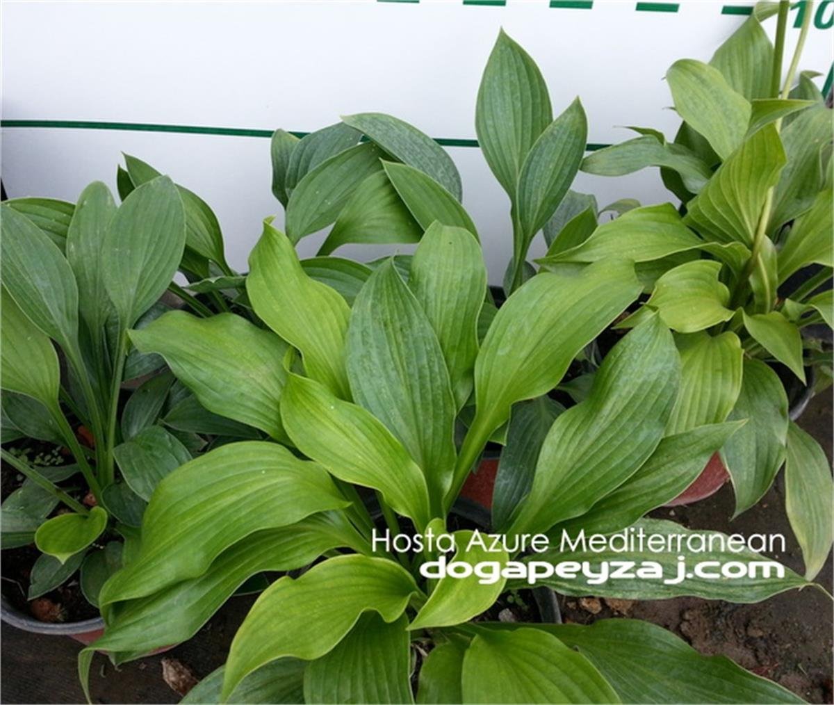 Hosta azure Mediterranean Ağustos Zambağı fidesi