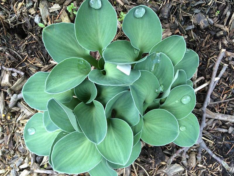 Hosta Blue Mouse Ears Ağustos Zambağı fidesi